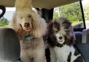 reiki and george poodle image