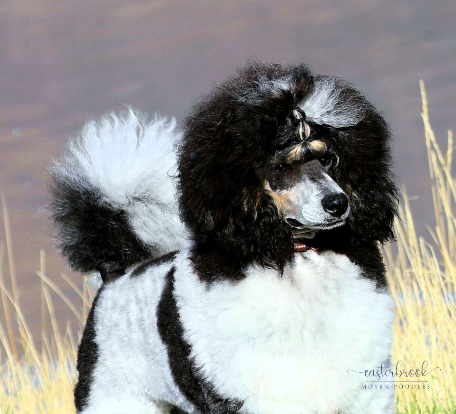 Akc majestic poodles clearance location