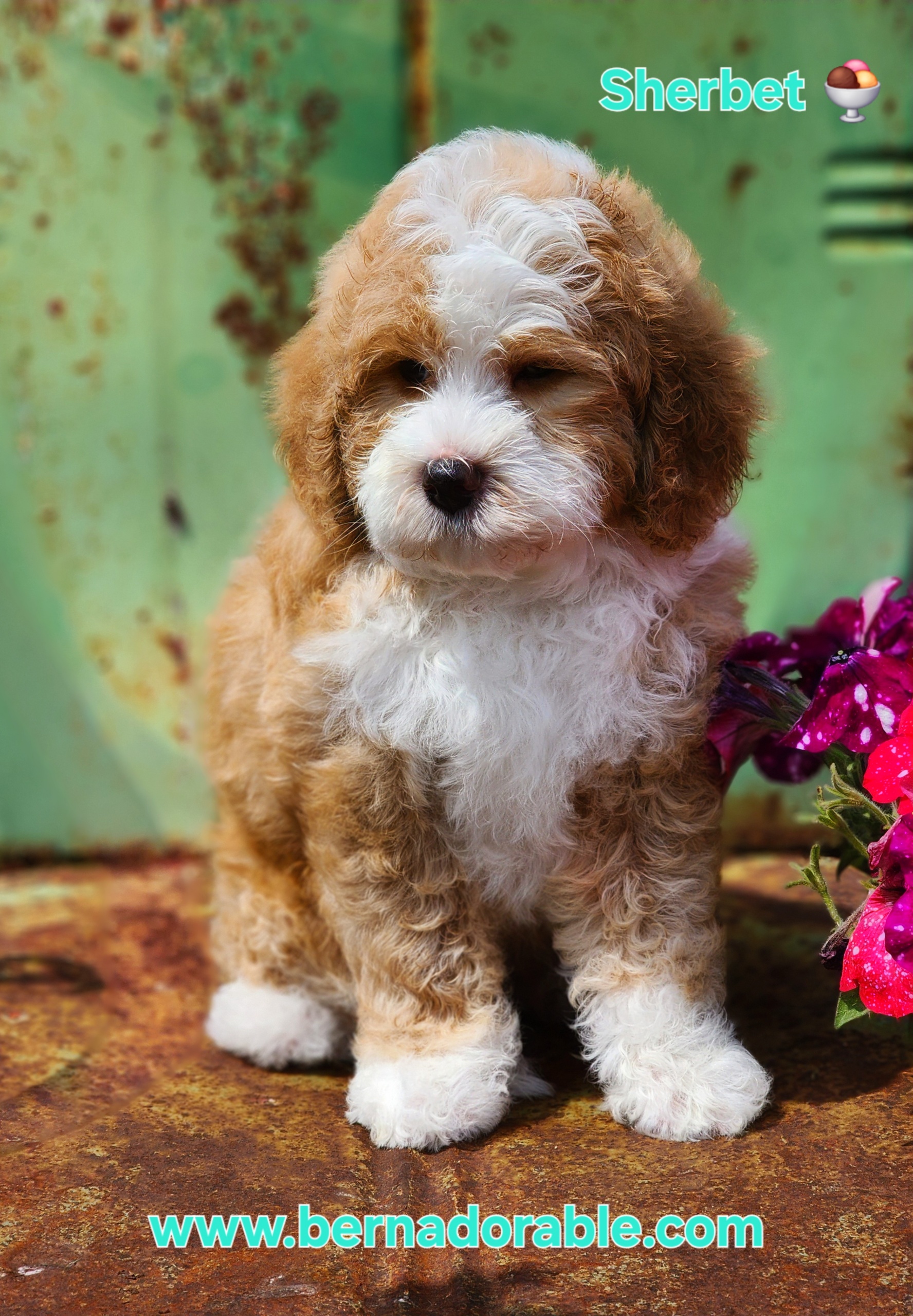 Available Bernedoodle Puppies